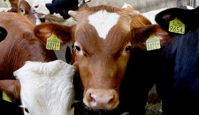 Young male calves raised for veal